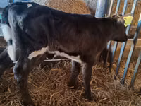 गाय, Russian Black pied cattle — फ़ोटो 3