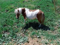 घोड़ी, Australian Pony — फ़ोटो 3