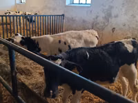 Ng'ombe dume, Russian Black pied cattle — picha 6