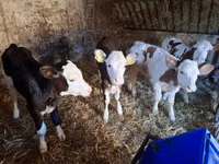 بقرة, Simmental cattle — الصورة 4