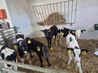 Bulle, Russian Black pied cattle — Foto 2