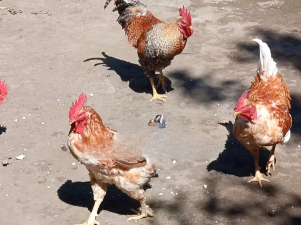 Chickens
