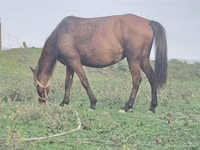 فرس, Azerbaijan horse — الصورة 5