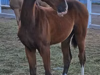 Farasi dume, Akhal-Teke — picha 1