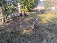 Australorp — photo 6