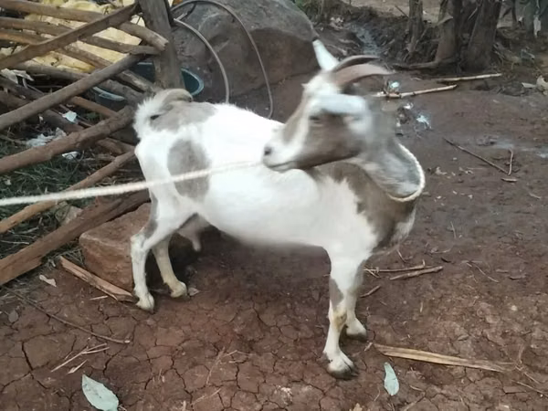 Mbuzi (kikundi, jinsia haijatajwa), Mbuzi