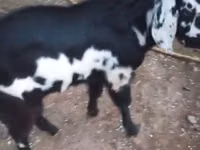 Mbuzi jike, Beetal goats — picha 2