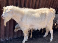 Mbuzi dume, Saanen goat — picha 2