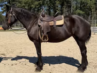 Farasi jike, Percheron — picha 4