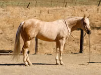 Farasi jike, Quarter Horse — picha 6