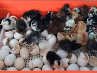 Chickens — picha 2