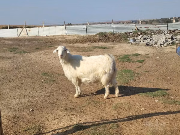 Mbuzi jike, Saanen goat