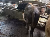 母牛, Cattle — 照片 2