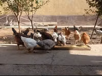 Chickens — फ़ोटो 2