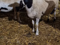 मेढ़ा, Dorper sheep — फ़ोटो 2