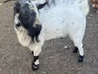 公山羊, Nigerian dwarf goats — 照片 1