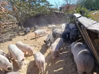 Boar — photo 6