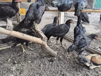 Chickens — photo 2