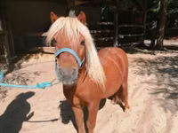 Hengst, Shetland Pony — Foto 1
