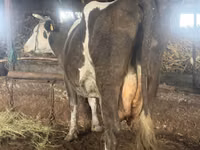 Kuh, Russian Black pied cattle — Foto 2