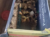 Chickens — Foto 3