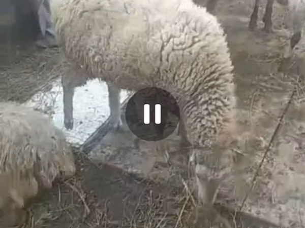母羊, Sheep