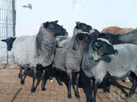 绵羊（批次，未指定性别）, Romanov sheep — 照片 2