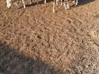 نعجة, Merino sheep — الصورة 4