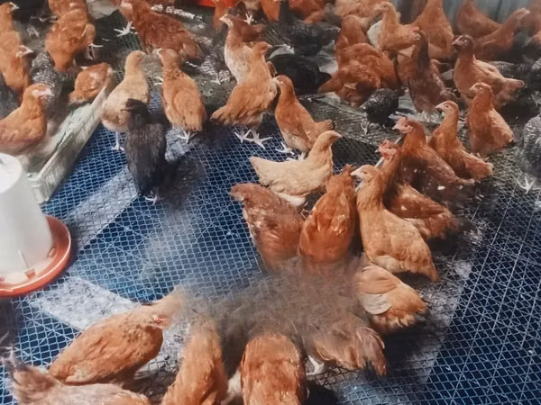 Chickens — Kenya