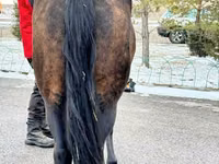 Mare, Akhal-Teke — photo 6