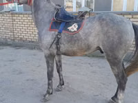 Caballo, Friesian sport horse — foto 2