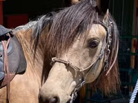 Farasi dume, Missouri foxtrotter — picha 2