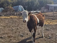 Cow, Montbéliarde — photo 2
