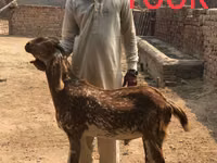 Goats (batch, sex not specified), Najdi goat — photo 3