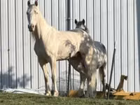 Caballo, Kentucky mountain daddle horse — foto 3