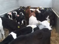 牛只（批次，未指定性别）, Russian Black pied cattle — 照片 1