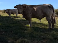 公牛, Simmental cattle — 照片 1