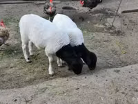 Dume la kondoo, Dorper sheep — picha 2