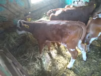 मवेशी (लॉट, लिंग निर्दिष्ट नहीं), लिमोज़िन गाय — फ़ोटो 2