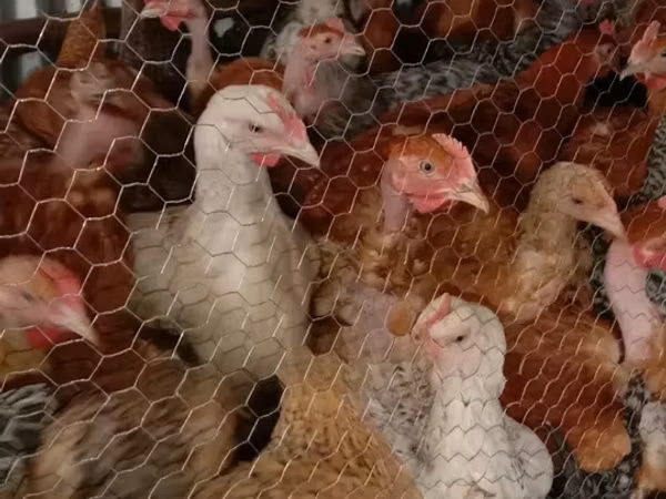 Shamo chickens