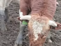 Ng'ombe dume, Simmental cattle — picha 4