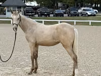 Stute, Rocky Mountain Horse — Foto 3