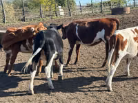 Cow, Cattle — photo 3