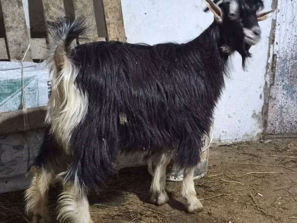 Billy Goat, Goats