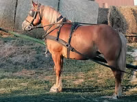 Farasi jike, Haflinger — picha 2