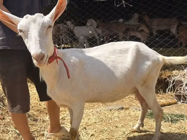 Mbuzi jike, Saanen goat