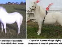 घोड़ा, Miniature horse — फ़ोटो 3