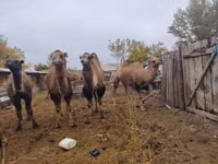 إبل (دفعة، الجنس غير محدد), Nar-Maya camel — الصورة 2