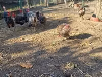डेनिश हेन — फ़ोटो 5