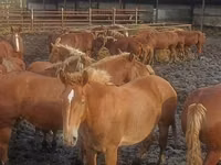 Farasi (kikundi, jinsia haijatajwa), Horse breed — picha 8